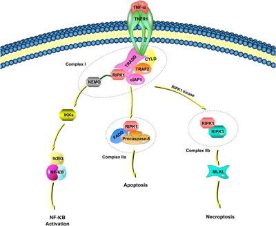 Necroptosis: A Novel Pathway in Neuroinflammation